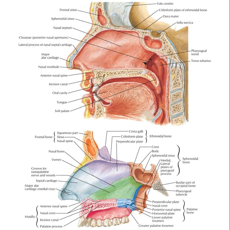 #nasalcavity #anatomy Nasal Cavity Anatomy, Nasal Septum, Soft Palate, Nasal Cavity, Medical School Essentials, Biology Notes, Medical Anatomy, Pretty Notes, School Essentials