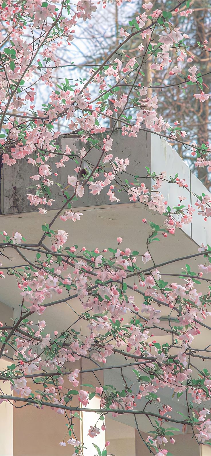 pink flowers are blooming on the branches of a tree in front of a building