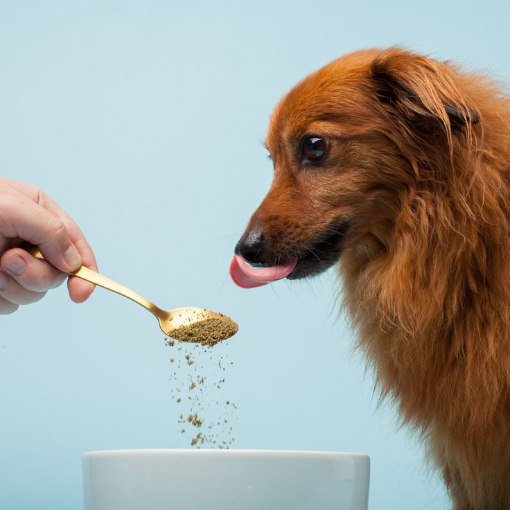 a dog is eating out of a white bowl with a spoon in it's mouth