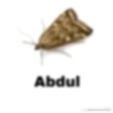 a brown moth with the word abudu written below it