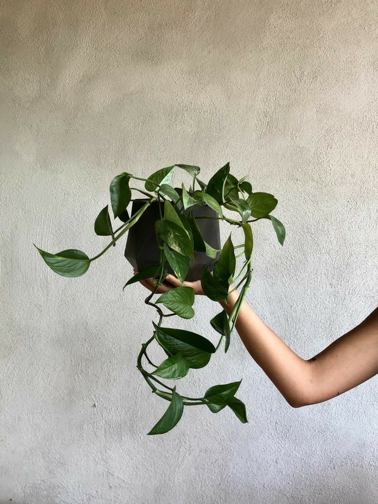 a person holding up a potted plant with green leaves on it's side