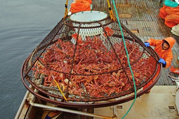 lobsters are being loaded onto the back of a boat