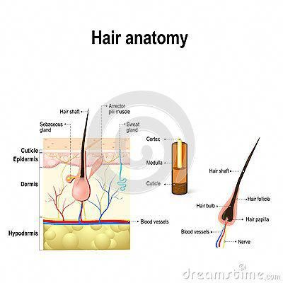 Illustration about Human Hair Anatomy. Diagram of a hair follicle and cross section of the skin layers. Illustration of dermatology, care, cuticle - 83837459 Hair Structure Diagram, Hair Structure Project Ideas, Cosmetology Lesson Plans, Esthetician Knowledge, Layers Illustration, Hair Anatomy, Hair Diagram, Igora Hair Color, Cosmetology Instructor