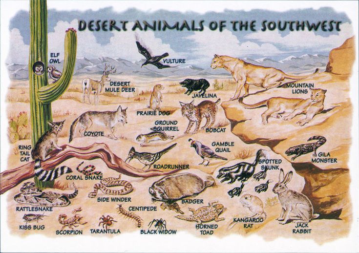 desert animals of the southwest are depicted in this vintage poster from the 1950's