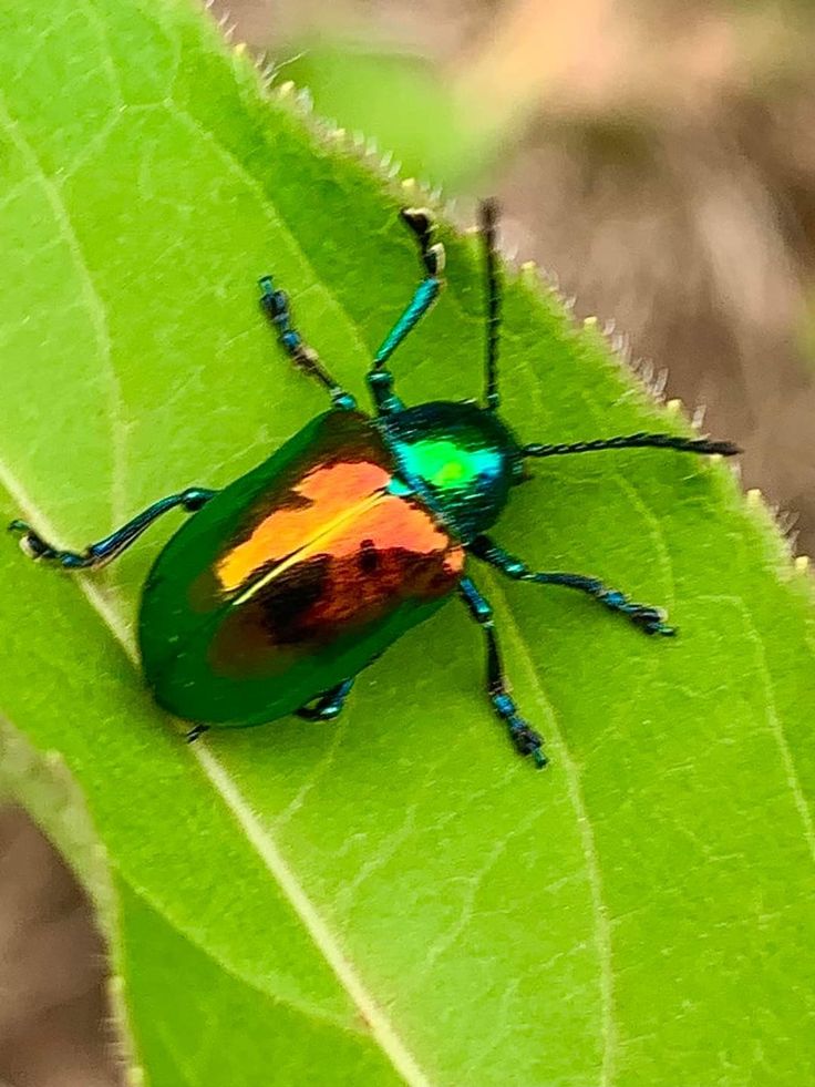 a colorful bug sitting on top of a green leaf