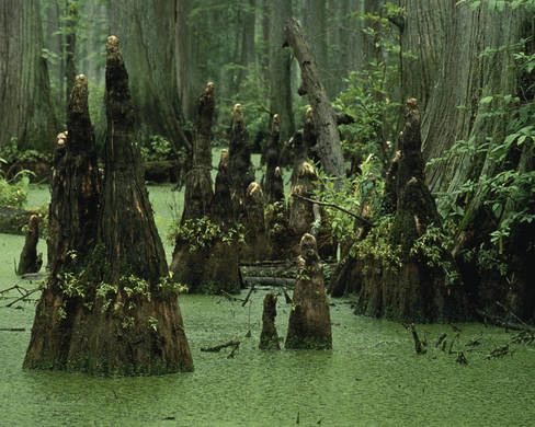 a swamp filled with lots of trees covered in green mossy water and surrounded by tall trunks