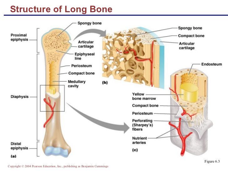 the structure of an animal's long bone and its major structures are labeled in this diagram