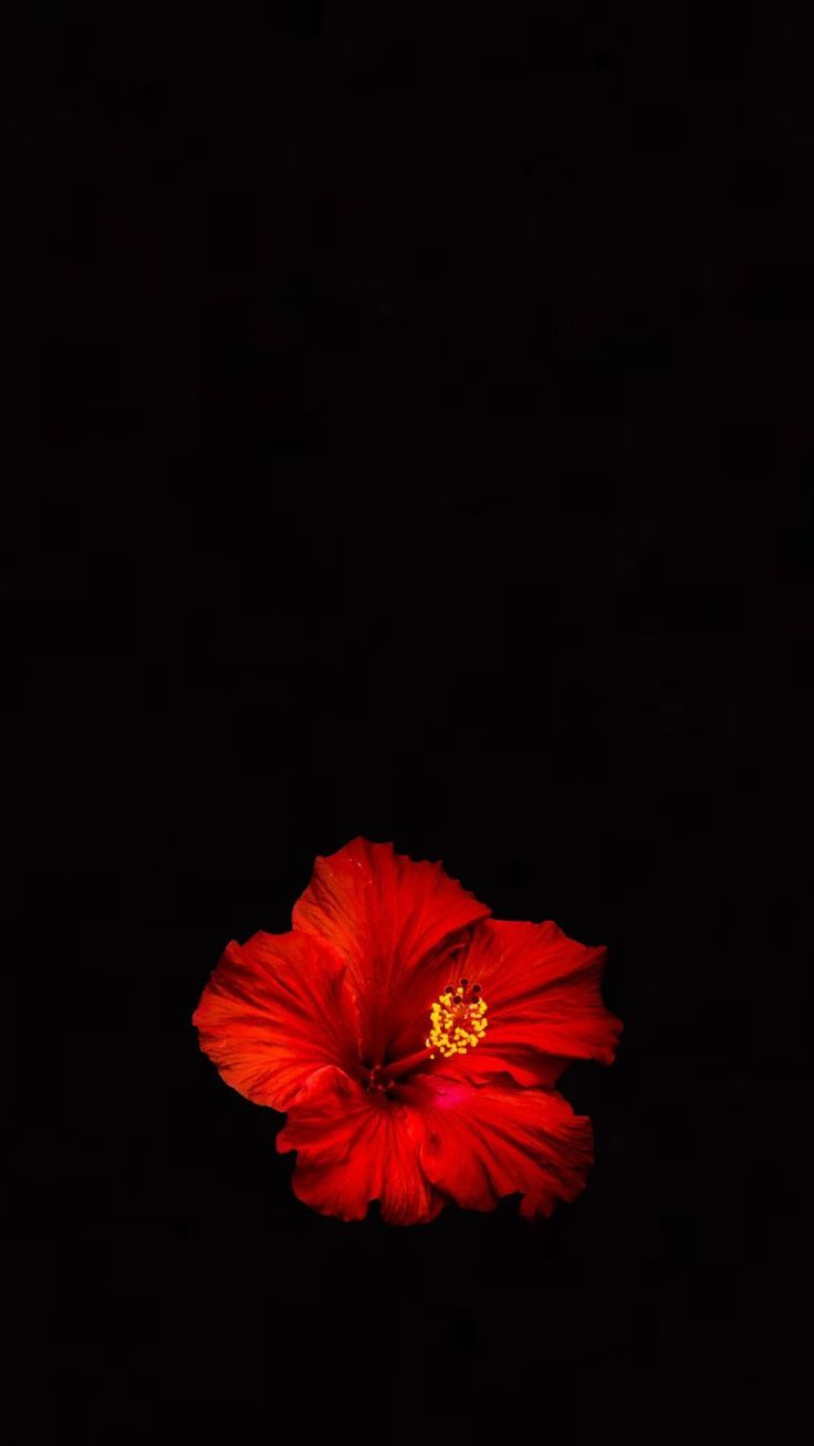 a red flower in the dark on a black background