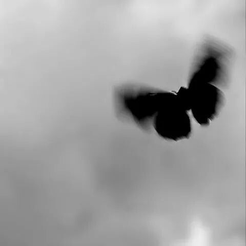 a black and white photo of a bird flying in the sky with clouds behind it