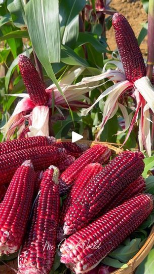 a basket filled with red and white corn