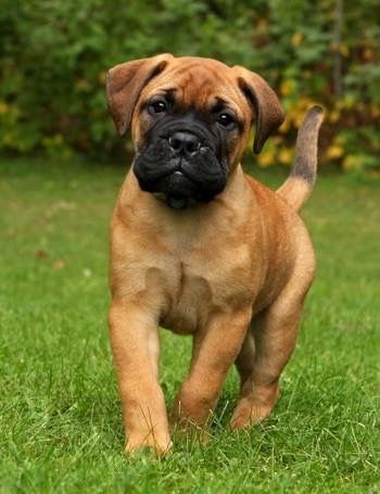 a brown dog standing on top of a lush green field