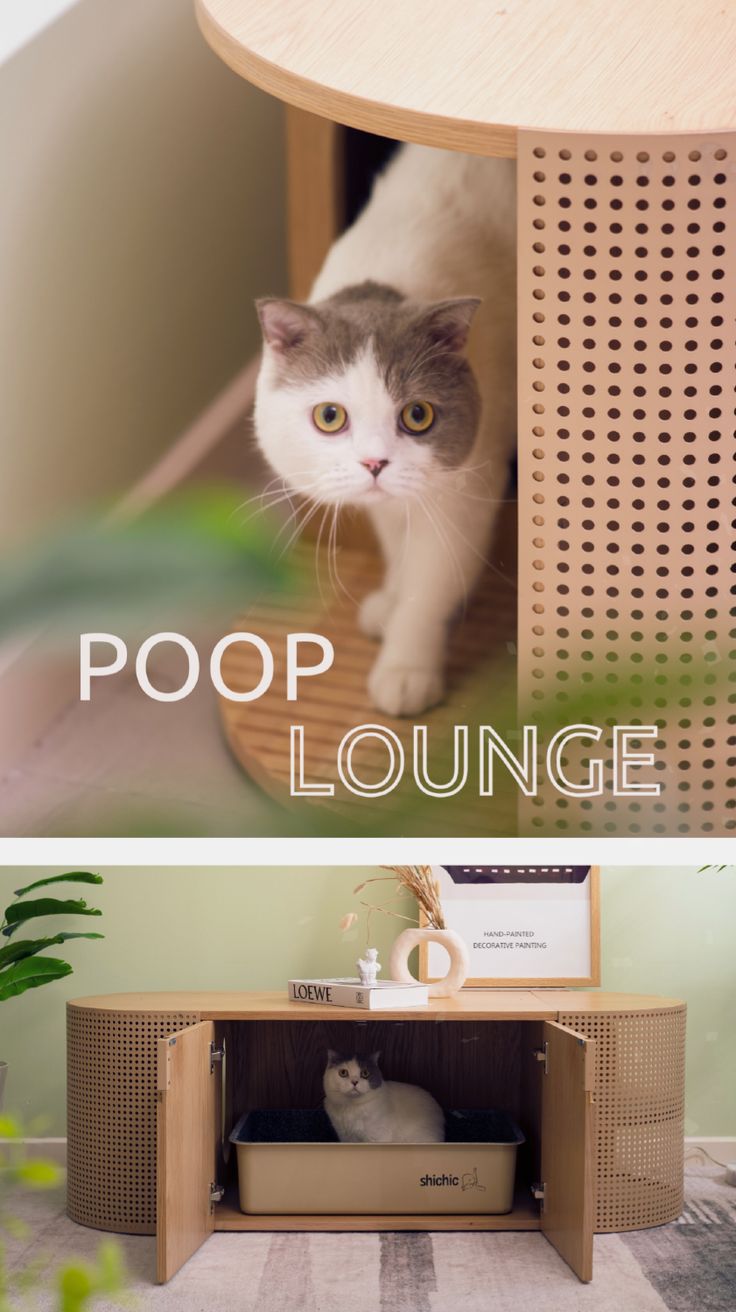 there is a cat that is sitting in the litter box on the floor and next to it is an advertisement for poop lounge