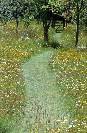 a path in the middle of a field with wildflowers and trees