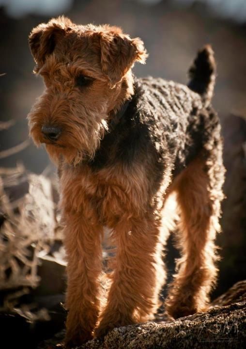 a small brown dog standing on top of a rock