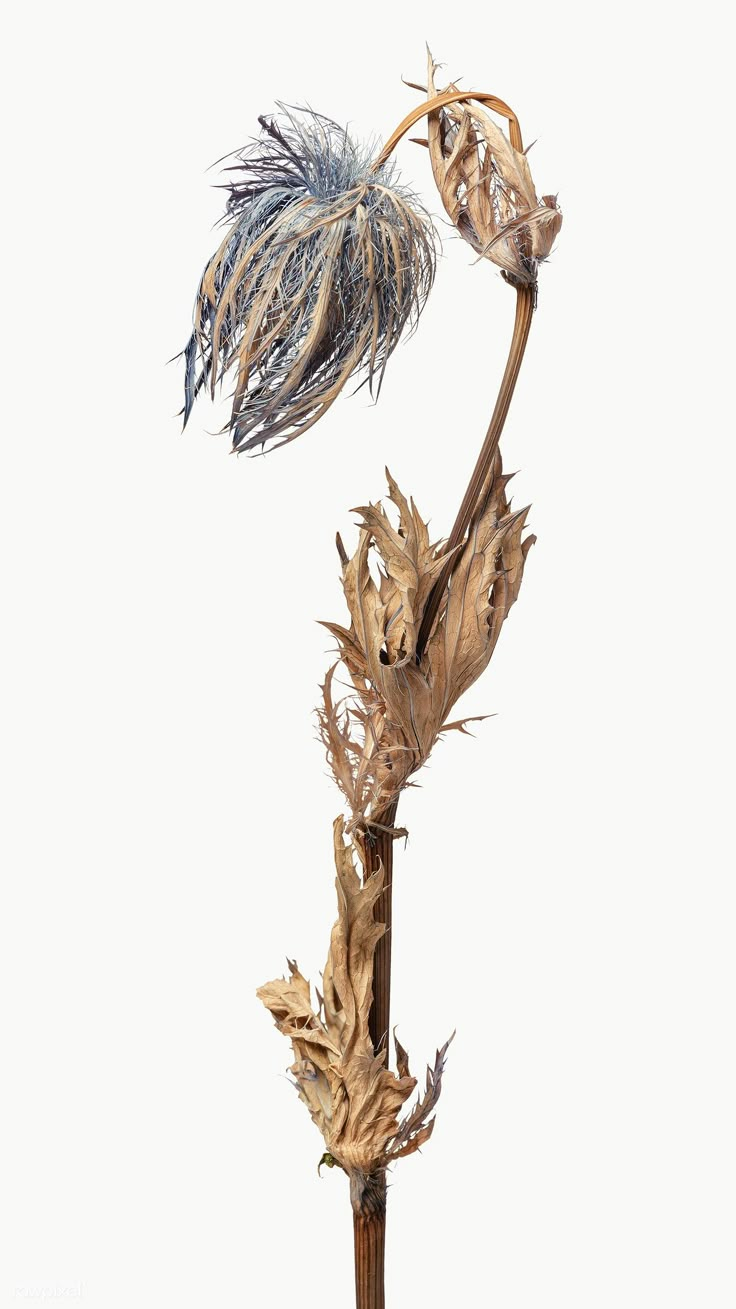 Dark Faerie Aesthetic, Blue Thistle Flower, Thistle Leaves, Dried Flower Frame, Faerie Aesthetic, Wilted Flowers, Blue Thistle, Thistle Flower, Bloom Blossom