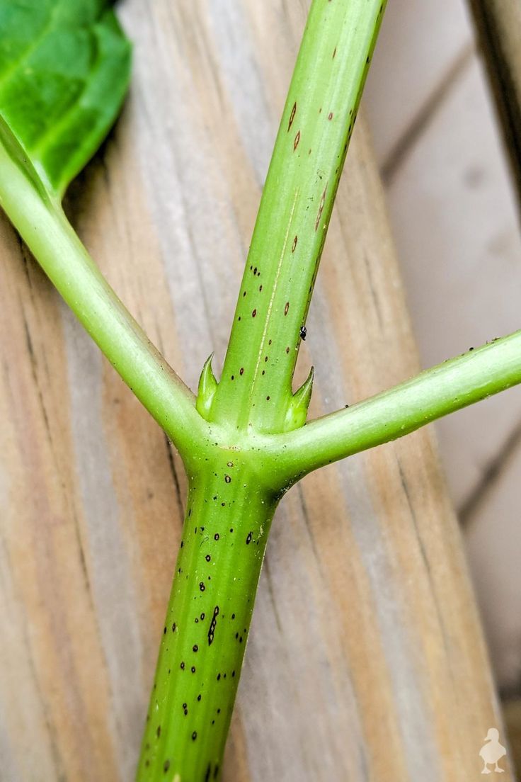 Rooting Hydrangea Cuttings, Propagate Hydrangea, Hydrangea Cuttings, Hydrangea Plant Care, Plants Propagation, Hydrangea Leaf, Propagating Hydrangeas, Pruning Hydrangeas, Hydrangea Landscaping