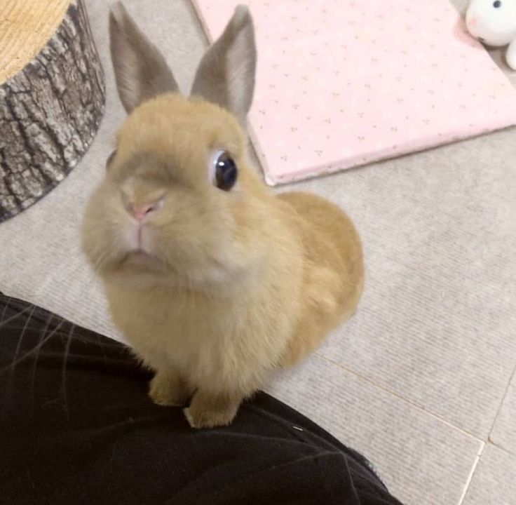 a brown rabbit sitting on top of a person's leg