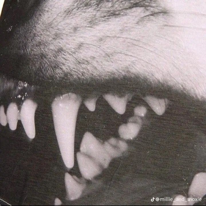 a dog's teeth and mouth are shown in black and white photo, with only the upper part missing