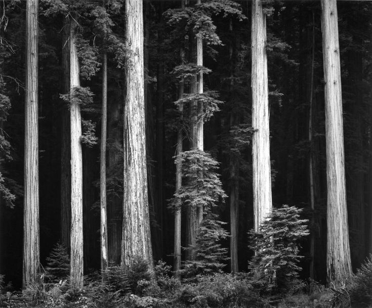 black and white photograph of tall trees in the middle of a forest with no leaves on them