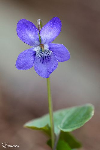 a small purple flower with green leaves in the foreground