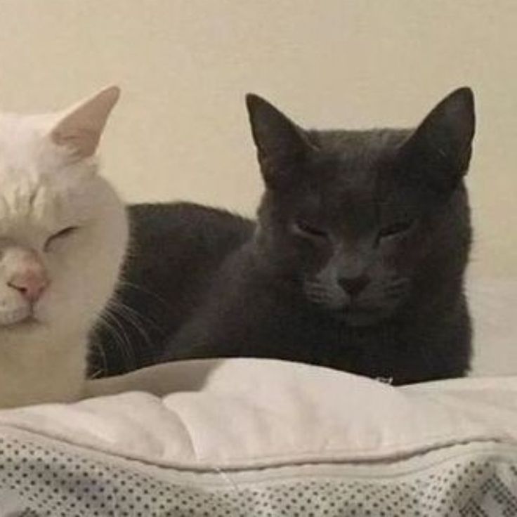 two black and white cats laying on top of a bed next to each other with their eyes closed