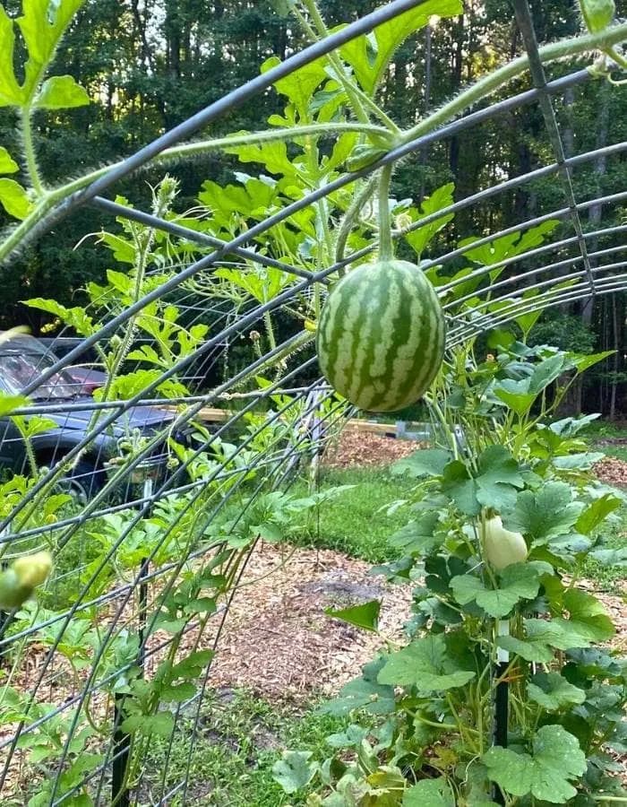 a watermelon growing in the middle of a garden with lots of green plants