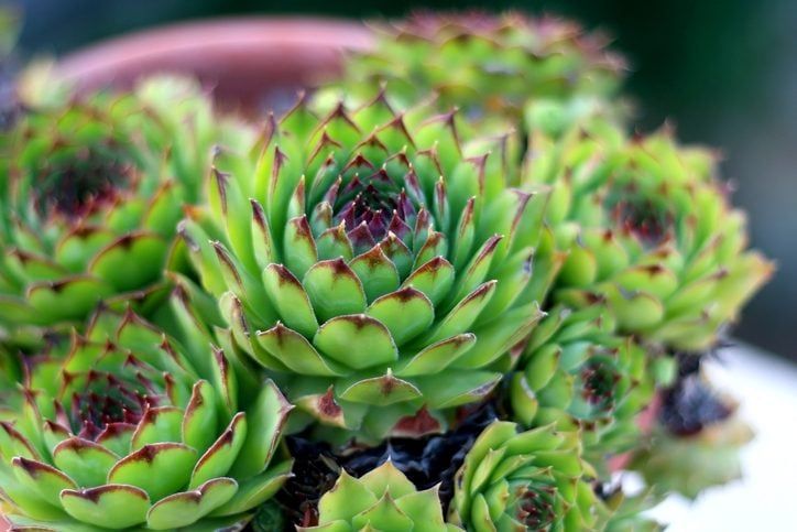 green plants with red tips are in a pot