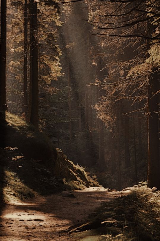 the sun shines through the trees in the forest on a dirt path that is surrounded by tall pine trees