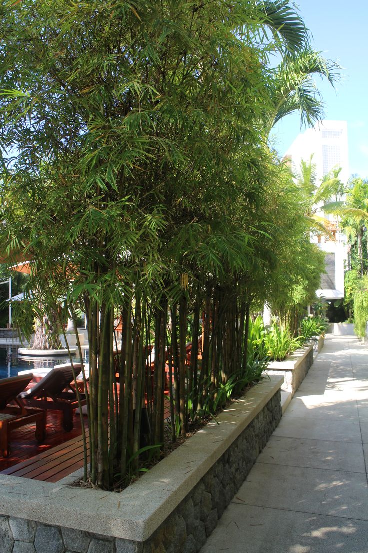 there is a large bamboo tree in the middle of this sidewalk area next to a swimming pool