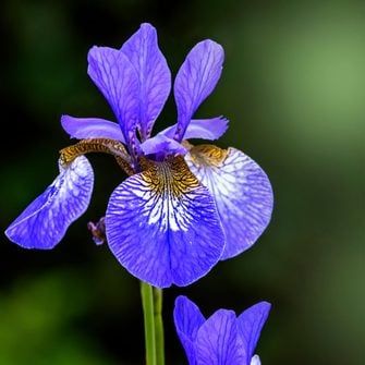 two blue flowers with yellow tips on their petals