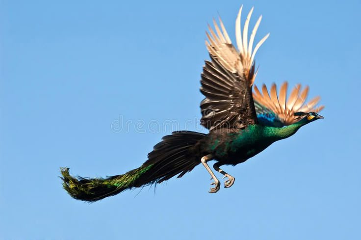 a colorful bird flying through the air with it's wings spread out and its tail extended