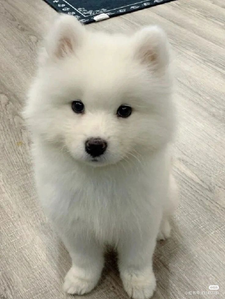 a small white dog sitting on top of a wooden floor