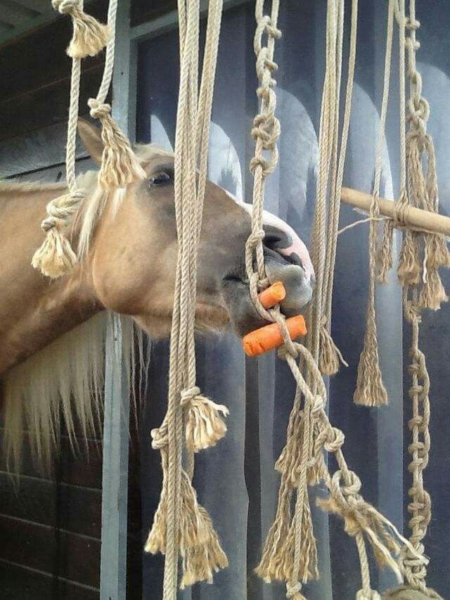 a horse is eating carrots in its stall