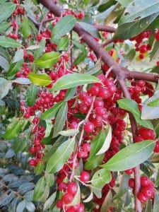 berries are growing on the branches of trees