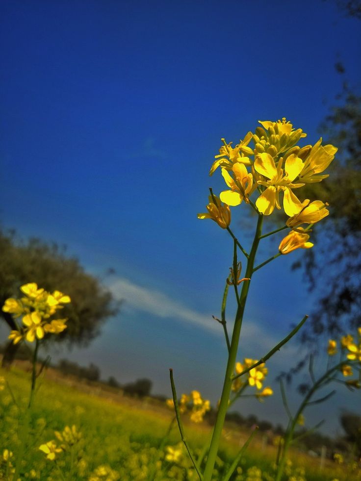 Wanna saw beautiful nature pics Mustard Field, Yellow Fields, Mustard Flowers, Instagram Captions For Friends, Caption For Friends, Real Flowers, Flowers Photography, Instagram Captions, Real Pictures