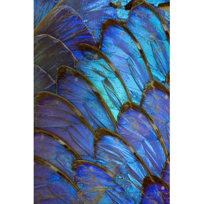 blue and gold feathers are arranged in the shape of a bird's wing pattern