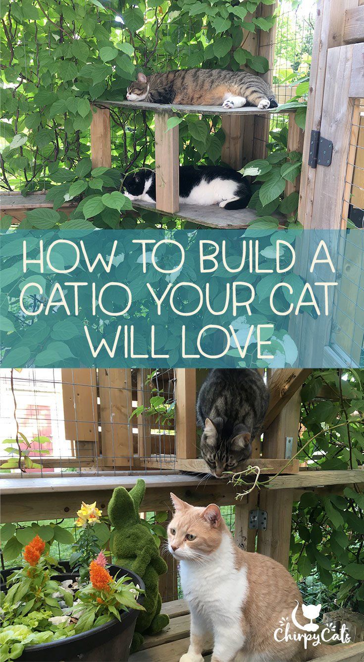 two cats sitting on top of a wooden bench in front of plants and flowers with the words how to build a catio your cat will love