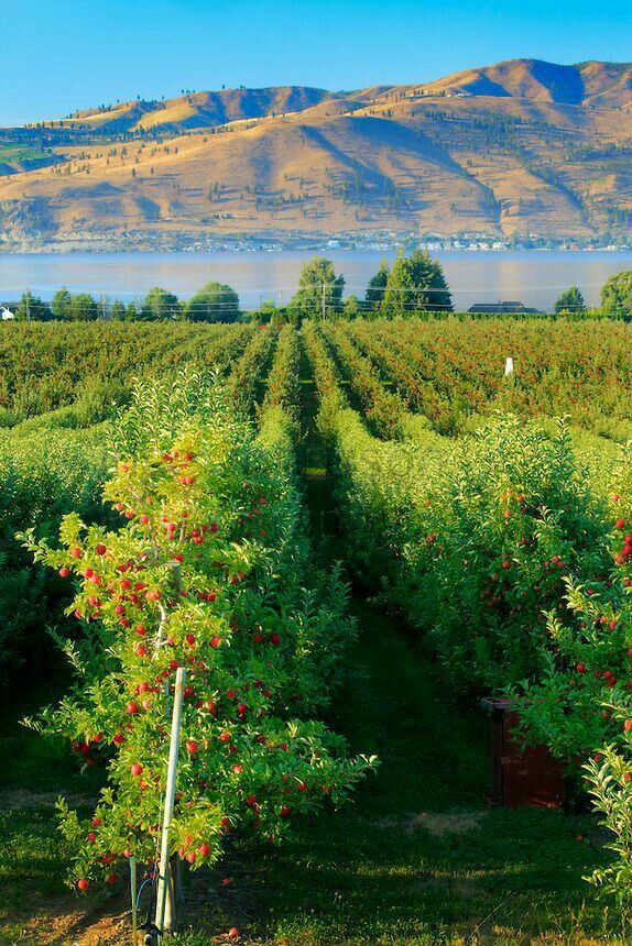 an apple orchard with mountains in the background