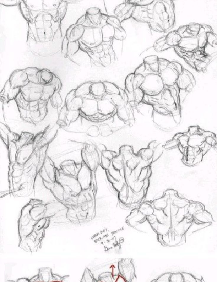 an image of the muscles and their functions in this drawing lesson for begin to learn how to