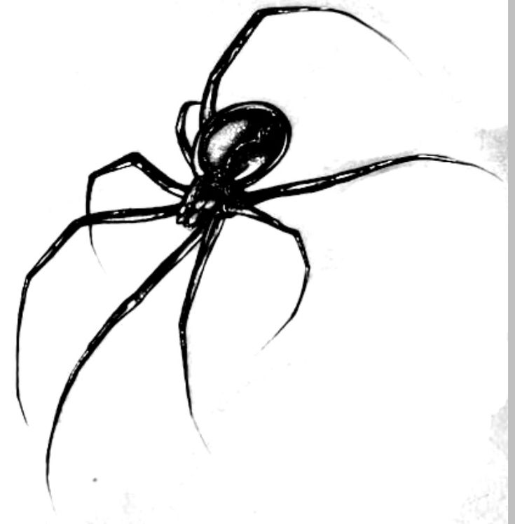 a black and white drawing of a spider