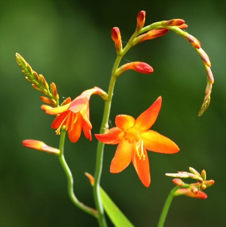 an orange flower with green stems in the foreground