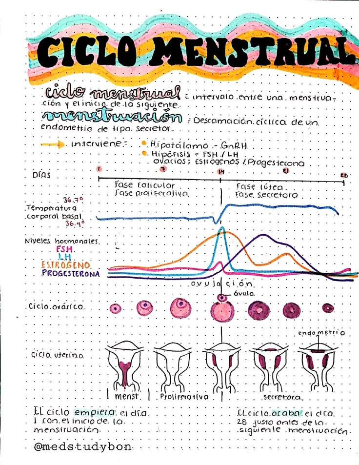 the diagram shows different types of menstruals