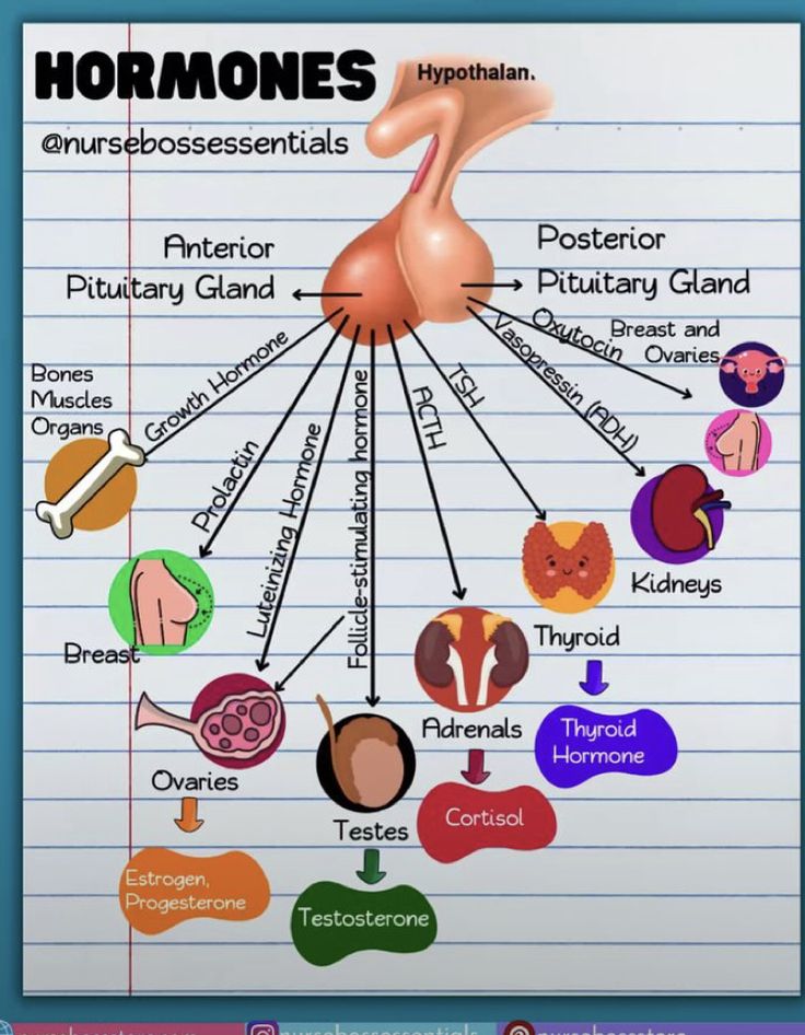 the human body's organs are labeled in this diagram