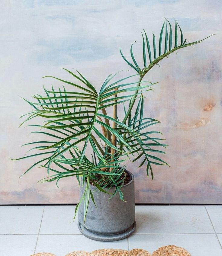 a potted plant sitting on top of a floor next to two placemats