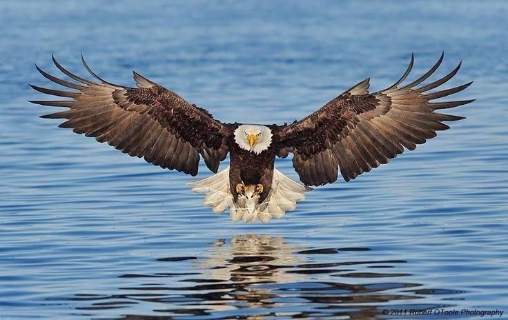 an eagle spreads its wings above the water