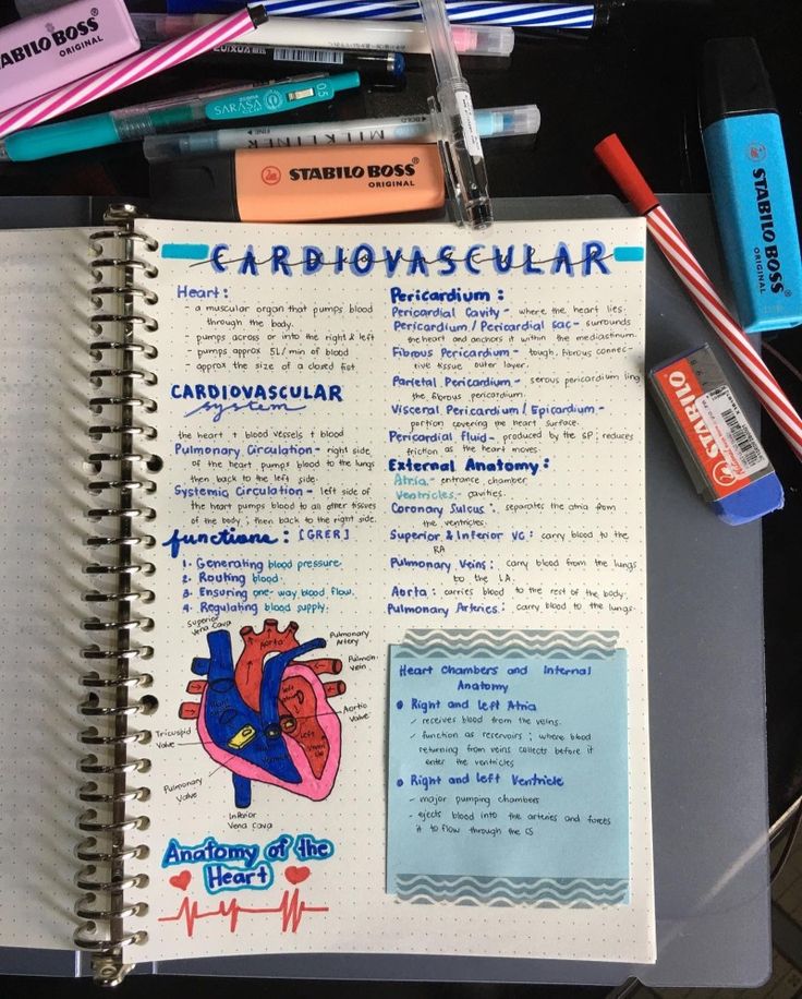 A brief summary of Cardiovascular System The Cardiovascular System, The Cardiovascular System Notes, Sonography Notes Ultrasound, Cardiovascular System Notes Aesthetic, Diagnostic Medical Sonography Student Notes, Diagnostic Medical Sonography Student Aesthetic, Cardiovascular Sonography Student, Cardiovascular Technologist Aesthetic, Ultrasound Technician Notes