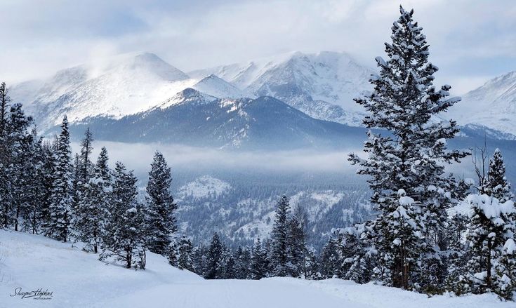 snow covered trees and mountains in the distance