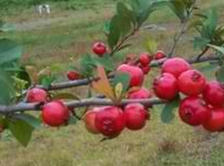 an apple tree filled with lots of red apples