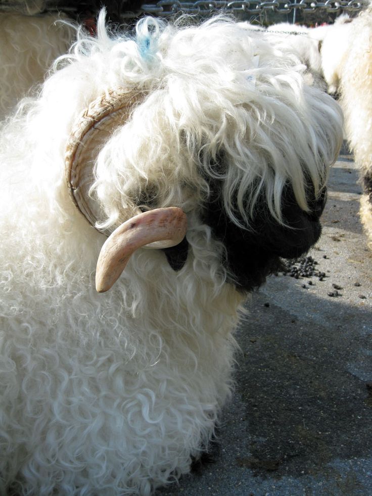 two white and black sheep standing next to each other on a street near a fence