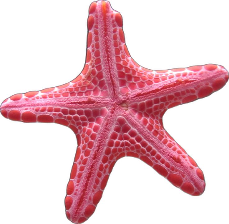 a pink starfish is shown against a white background